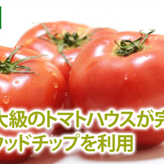 近畿最大級のトマトハウスが完成　暖房にウッドチップを利用