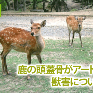 鹿の頭蓋骨がアート作品に？　獣害について考える