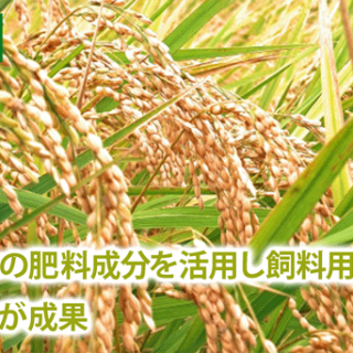 生活排水の肥料成分を活用し飼料用米を栽培　山形大学が成果