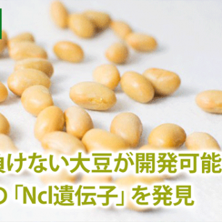 塩害に負けない大豆が開発可能に　耐塩性の「Ncl遺伝子」を発見