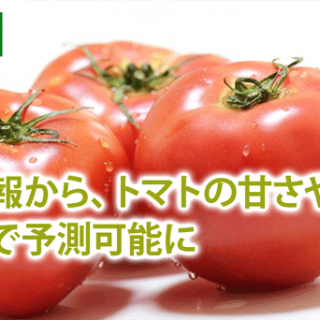 DNA情報から、トマトの甘さや収量を高精度で予測可能に　農研機構