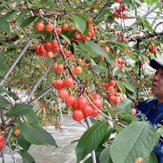 山形県産ハウス栽培サクランボ、暖冬で出荷7倍 西日本から引き合い増