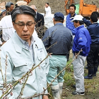 和歌山県で、梅のひょう被害が8億円に　過去最悪レベル