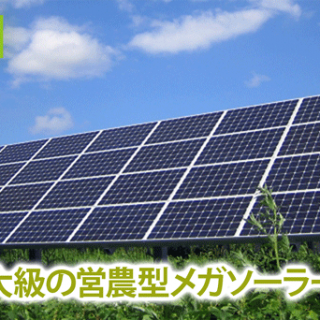 農業と発電を両立　国内最大級の営農型メガソーラーが完成