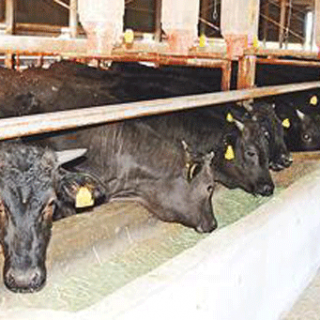 子牛の取引価格が高騰　肥育農家、先行き不安視