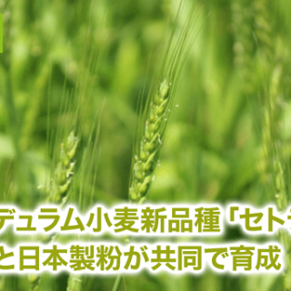 日本初のデュラム小麦新品種「セトデュール」　農研機構と日本製粉が共同で育成