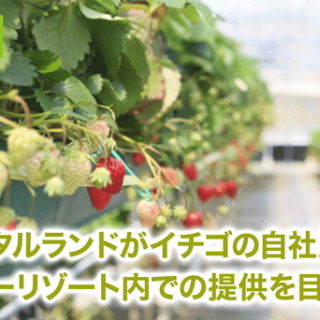 オリエンタルランドがイチゴの自社農園を北海道に設立　ディズニーリゾート内での提供を目指す