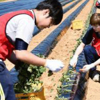 農家支援にボランティア　地震で被災、熊本県西原村