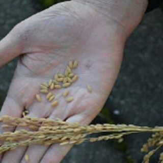 飼料用米で新品種「オオナリ」　「タカナリ」の脱粒を減らし平均940 kg/10aの収量を実現