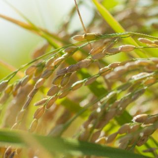 JA全農長野が県産米の輸出を拡大　シンガポールやアメリカに機能性米を売り込む