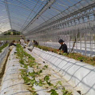 「おためし農業体験」で農業を知る　～西日本一、5.4haのイチゴハウス生産に挑戦する（株）ベリーろーど～