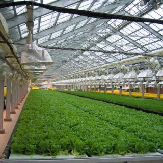 山梨県、企業の農業参入セミナー開催 植物工場も見学できる