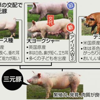 繁殖力強い種豚を開発　県農業総合試験場