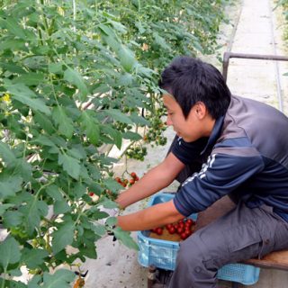 JR九州がミニトマト、みかん、サツマイモを育てて売る理由