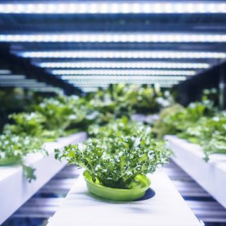 Amazonジェフ・ベゾス氏も注目！農業と食生活を一変させる「未来の農法」とは？