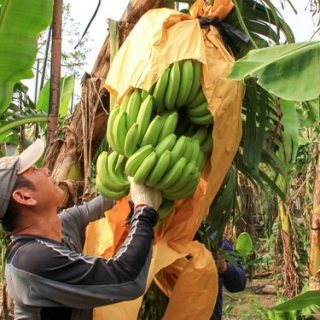 台湾バナナ農家を育成へ 安定供給で日本への輸出拡大目指す