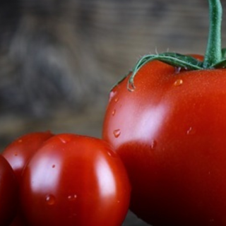 チェコのベンチャー企業、マイニングの熱でトマトを栽培