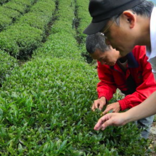 台湾のアグリテックスタートアップのTSSE（神農）、プレシリーズAで300万米ドルを調達——農業従事者にバイオを用いた農薬代替剤を提供