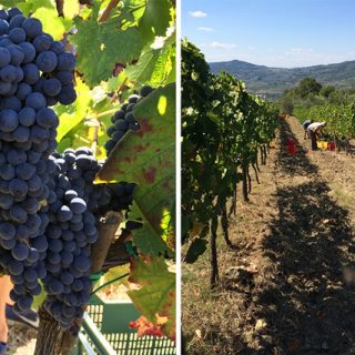 グッチ家4代目と「キャンティの神様の息子」が育むイタリアワイン