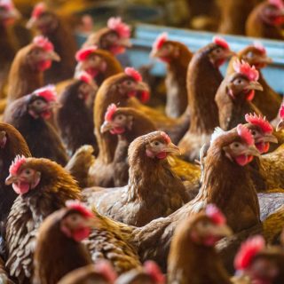 養鶏もテクノロジーでスマートに。畜産業界にも押し寄せるIoT化の波