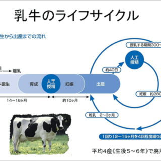 農業IoT、乳牛の妊娠判定を容易に手早く、飼料抑制にもつなげる