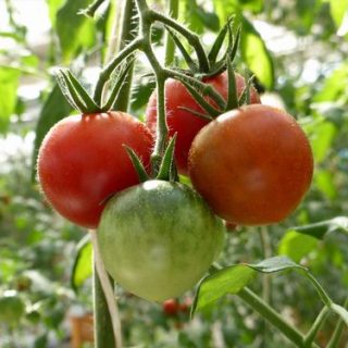 ゼニス羽田、フィルム栽培による植物工場にて高糖度ミニトマトを栽培
