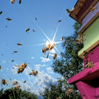 ハチ激減から世界の農業を救うキノコの秘めた力