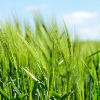 農業ICTによる経営改善効果～稲作栽培の現地観察研究から見えてきたこと