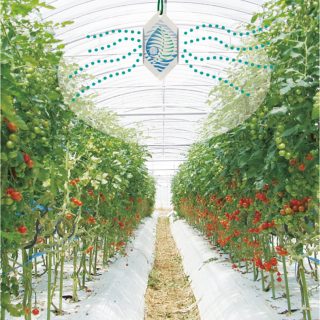 “緑の香り”で農作物を高温から守る資材「すずみどり」が農芸化学技術賞を受賞