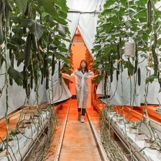 農業大国オランダで花咲く「温室のイノヴェイション」：FEEDING THE 11 BILLION #3