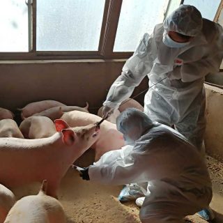 世界で最も資産を増やしたのは中国の養豚業者…豚コレラによる豚肉供給不足が背景に