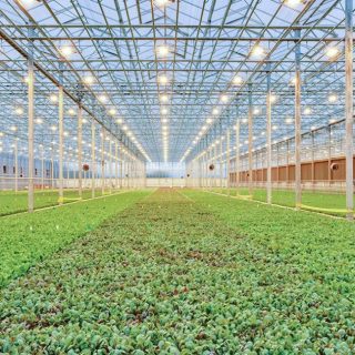 BrightFarmsは、Cox主導のシリーズEラウンドで1億ドルを調達し、米国全体に拡大します
