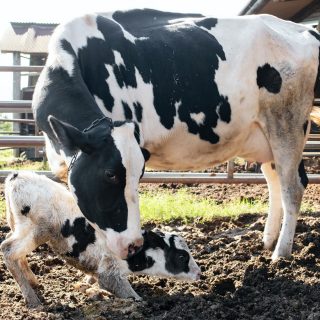 牛向けウェアラブルデバイス「Farmnote Color」が乳用牛・繁殖牛向け分娩検知機能を追加