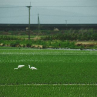 佐賀市で生産者、企業、自然保護NGOが協働　生物多様性に配慮した米づくりプロジェクト開始