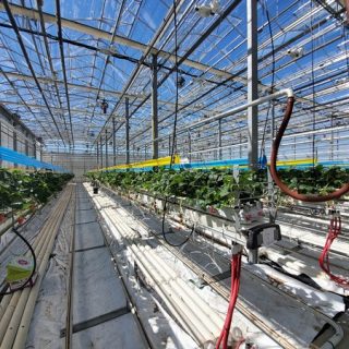 アルバータ州の温室と大学はイチゴとトマトの研究に投資しています