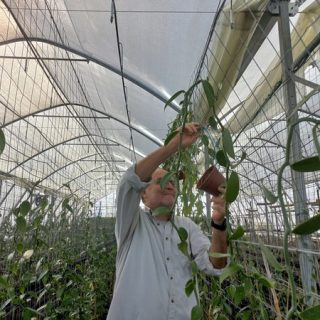 イスラエル：栽培者が屋内バニララン栽培を開始するためのハードルを取り除く