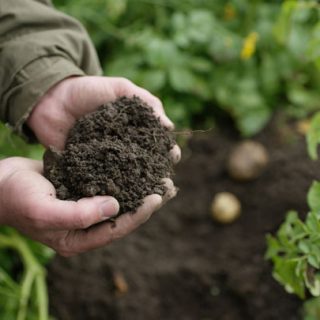 農業従事者のCO2排出量を削減「グローバルカーボンファーミングプログラム」開始　BASF