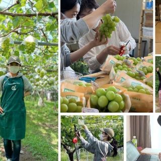巨峰の人気復興へ　長野の老舗農家と大手IT上場企業がコラボ　ノウタス