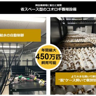 自動制御を取り入れた省スペース型　食用コオロギのスマート養殖設備を開発　クリケットファーム