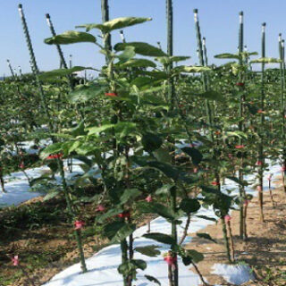 1年育成フェザー苗でリンゴの高密植栽培　開発成果を紹介　生研支援センター