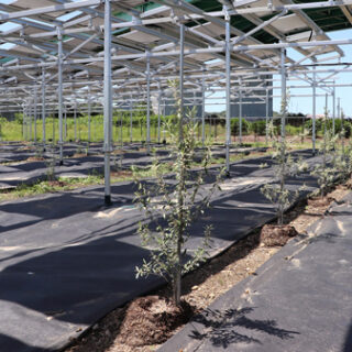 ソーラーシェアリングでオリーブ栽培による荒廃農地再生をサポート　千葉エコ・エネルギー