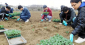 吉野家新入社員100名、福島県白河市で定植体験