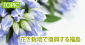 花き栽培で復興する福島