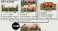 繁殖力強い種豚を開発　県農業総合試験場