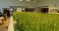 【パソナグループ】えっ、オフィスビルの中に水田?! 約300種の植物と共生するオフィス～オフィス探検隊 第11回～