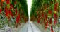 全国の植物工場から野菜、北海道の商社が調達・販売網