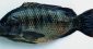 シンガポールは植物工場だけでない。海水で育つ食用の淡水魚「ティラビア」の飼育に成功