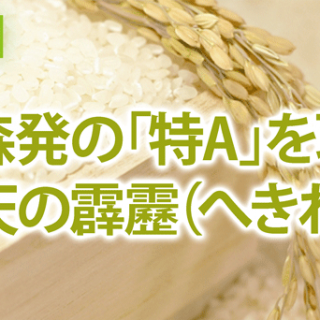 青森発の「特A」を取得　新ブランド米「青天の霹靂（へきれき）」