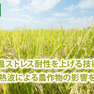 イネの高温ストレス耐性を上げる技術を開発　温暖化や熱波による農作物の影響を低減
