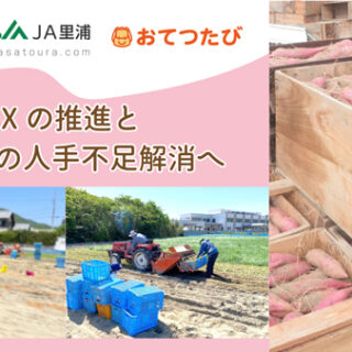 鳴門市、ＪＡ里浦と連携「なると金時」収穫で「半農半X」推進　おてつたび